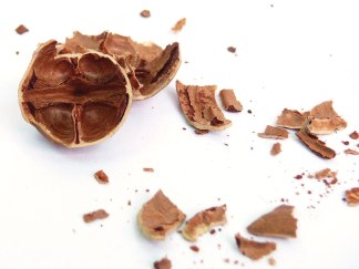 walnut-shell