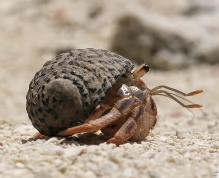 Crab 1