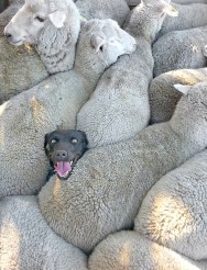 Herding-Sheep